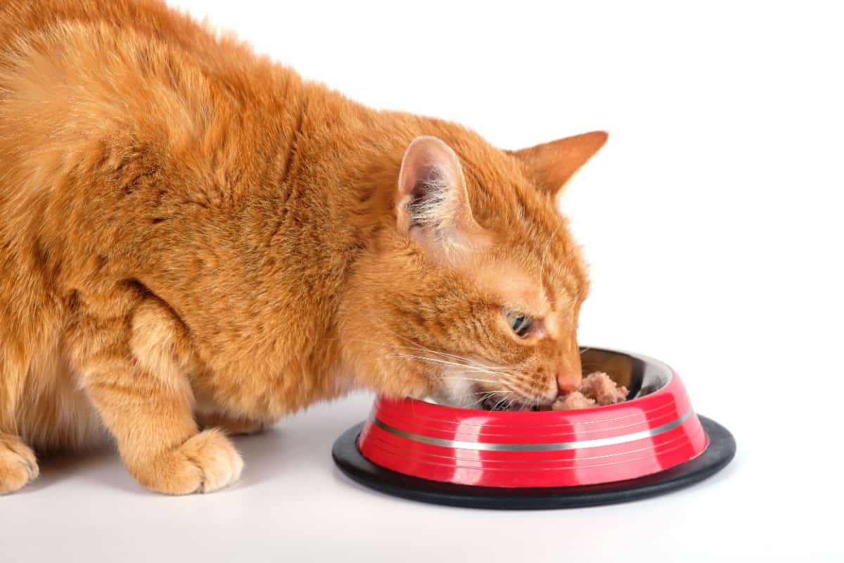 Gato atigrado rojo devorando comida del plato de comida.