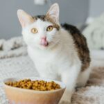 Cómo Hacer La Transición De Su Gato De Croquetas a Un Nuevo Tipo De Alimento Cómo Hacer La Transición De Su Gato De Croquetas a Un Nuevo Tipo De Alimento