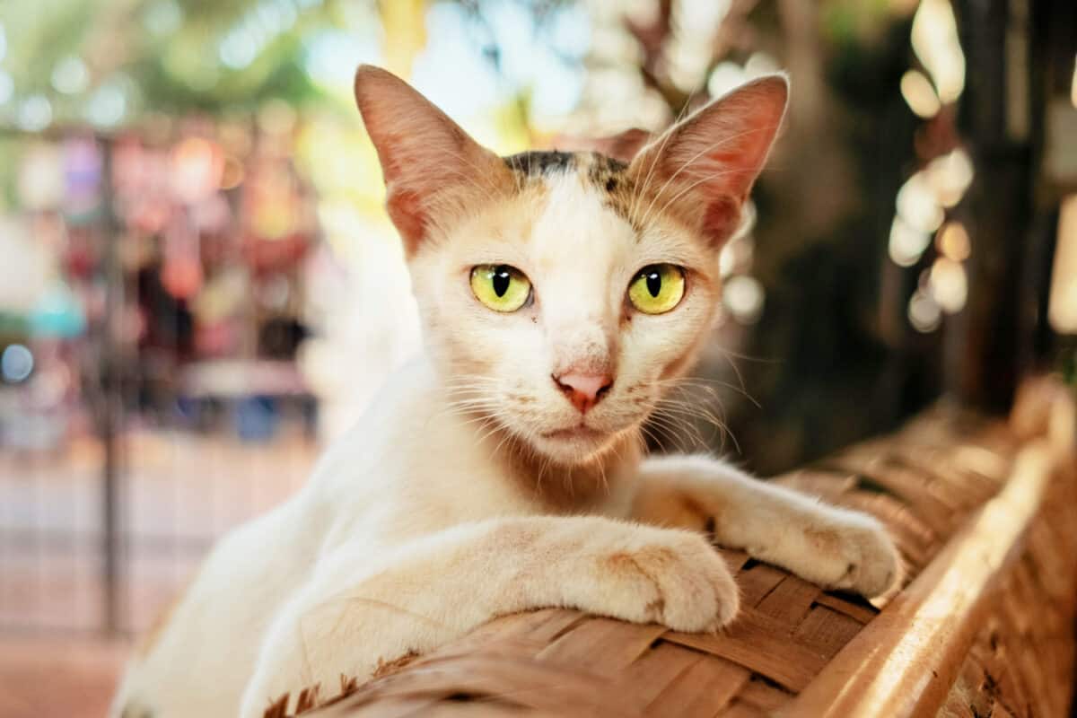 Cómo hacer que un gato aumente de peso: consejos de expertos para ayudar a su mascota a prosperar