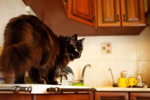 Cómo Mantener a Los Gatos Alejados De Los Mostradores Y