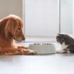 Cómo Mantener Al Perro Alejado De La Comida Del Gato Y Viceversa Cómo Mantener Al Perro Alejado De La Comida Del Gato Y Viceversa