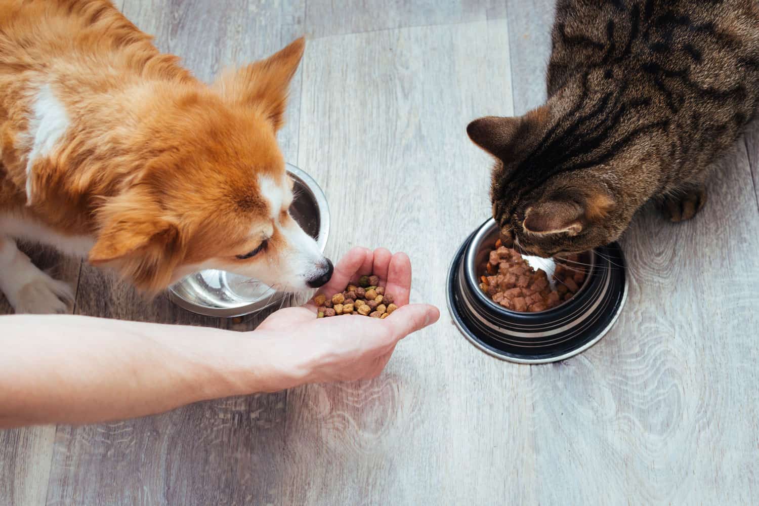 el dueño vierte comida seca al gato y al perro en la cocina. La mano del maestro. De cerca. Concepto de alimento seco para animales.