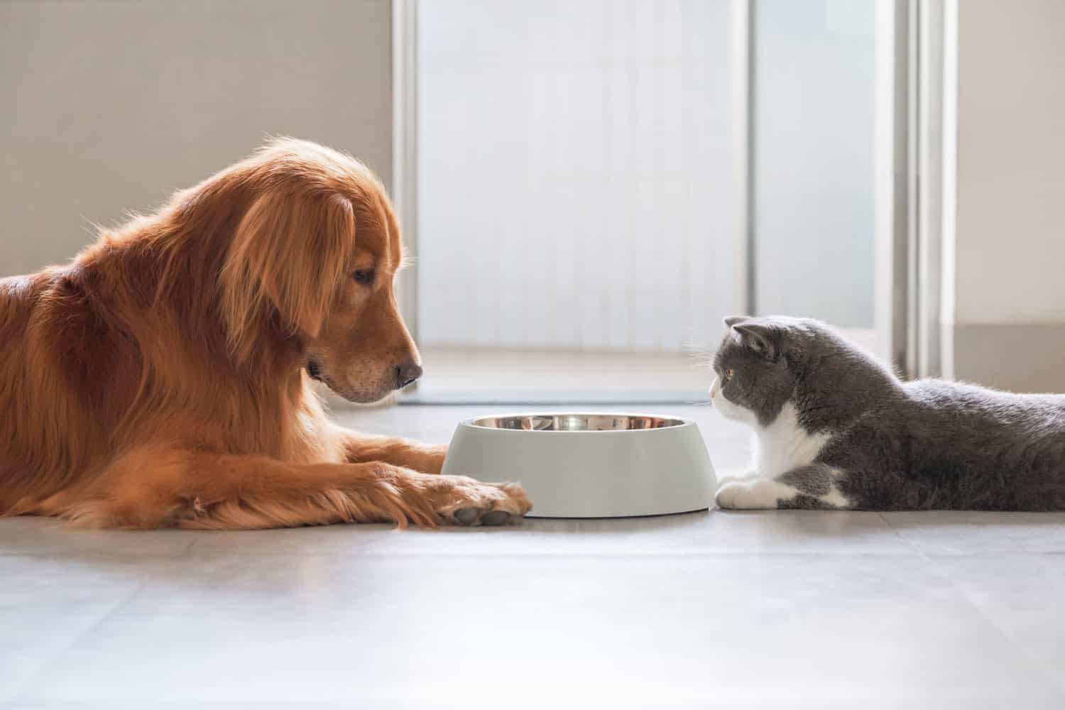 Golden Retriever y British Shorthair comiendo juntos