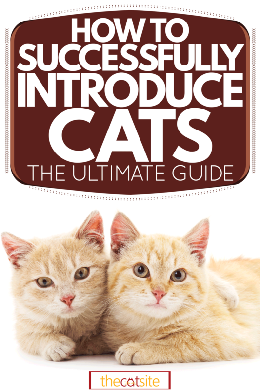 Cómo Presentar Gatos Con éxito: La Guía Definitiva