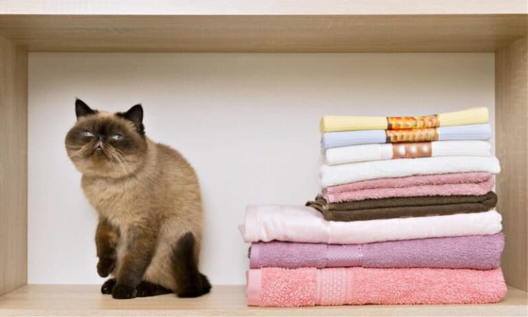 Cómo Quitar El Olor a Orina De Gato De La Ropa Y La Ropa De Cama | 2024