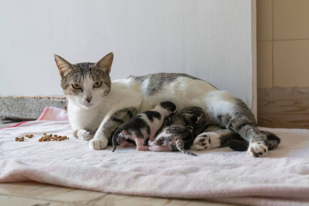 Una gata callejera con sus gatitos recién nacidos. Se metió en una casa amiga para dar a luz a salvo de los elementos.