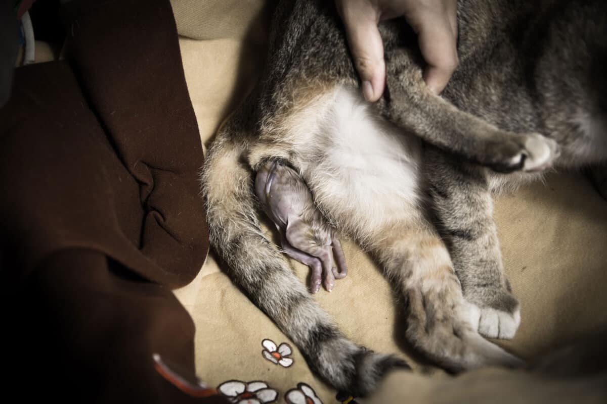 La distocia es una condición difícil para dar a luz al feto, la gata al dar a luz muestra al gatito en la vagina.