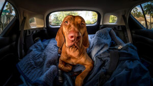 Consejos De Viaje Por Carretera Para Dueños De Perros