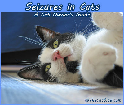 Convulsiones en Gatos: Una Guía Esencial Para Los Dueños