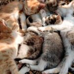 Criar Gatitos a Mano: Lo Que Necesita Saber Para Salvar La Vida De Un Recién Nacido Criar Gatitos a Mano: Lo Que Necesita Saber Para Salvar La Vida De Un Recién Nacido
