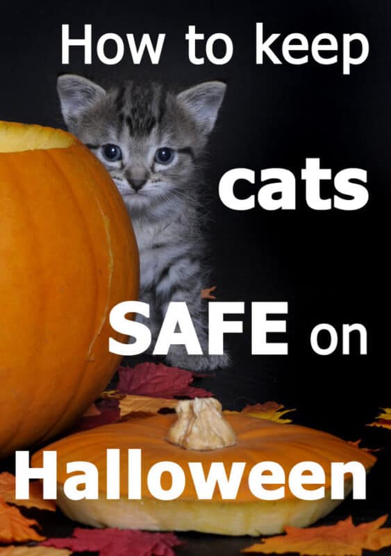 Cuida Especialmente a Tu Gato en Halloween [especially Black Cats!]
