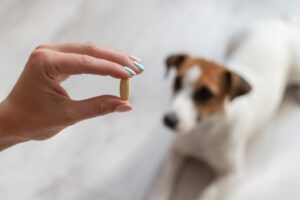 Deficiencia De Tiamina en Perros: Síntomas, Causas Y Tratamientos