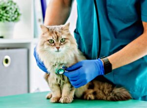 Dejar a Tu Gato en La Clínica Veterinaria: Consejos Prácticos