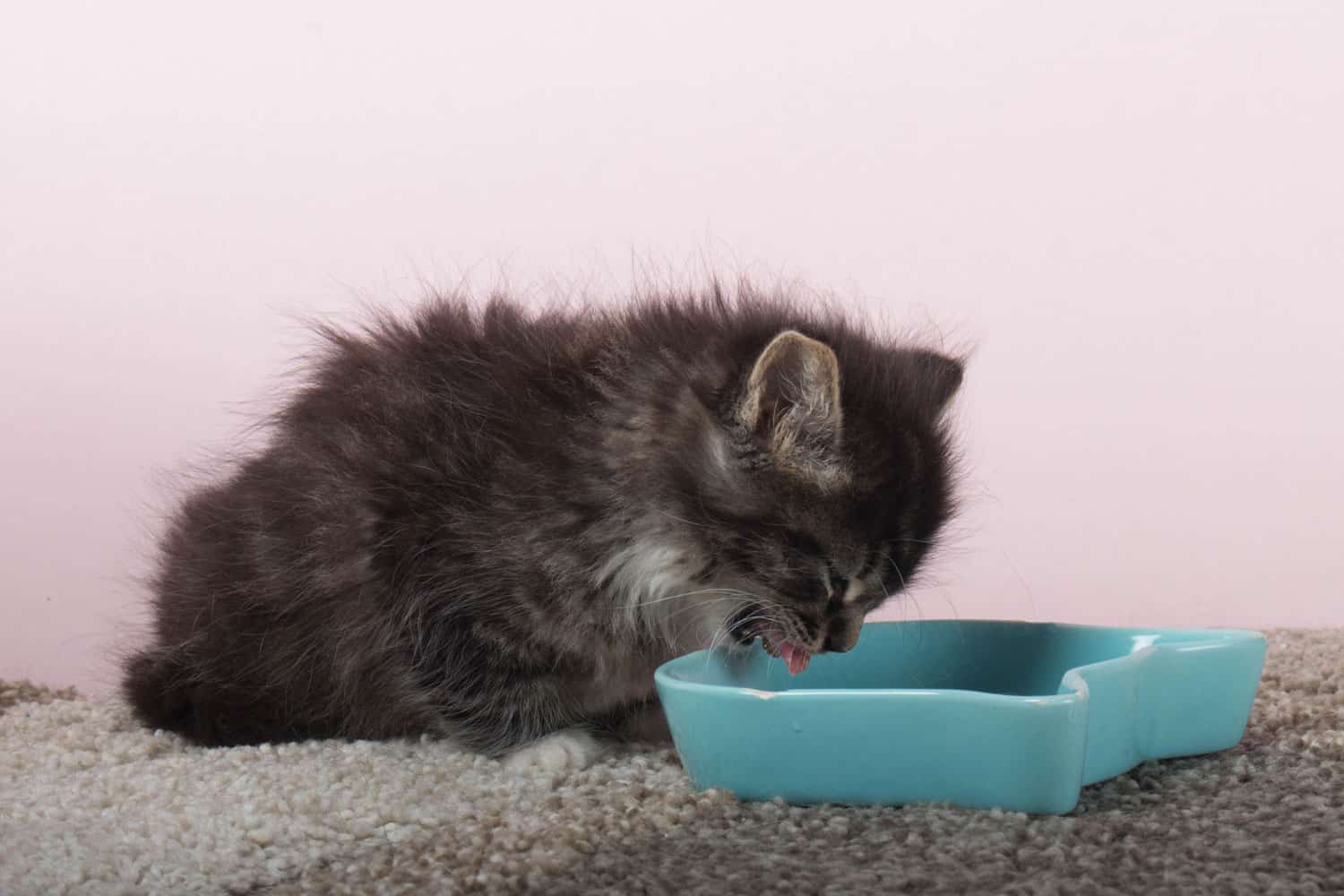 Gato de pelo largo de 6 semanas comiendo comida húmeda enlatada en el suelo de un plato.  Gato bebé haciendo la transición de la leche a la comida blanda.  El proceso de destete en el cuidado del gatito.
