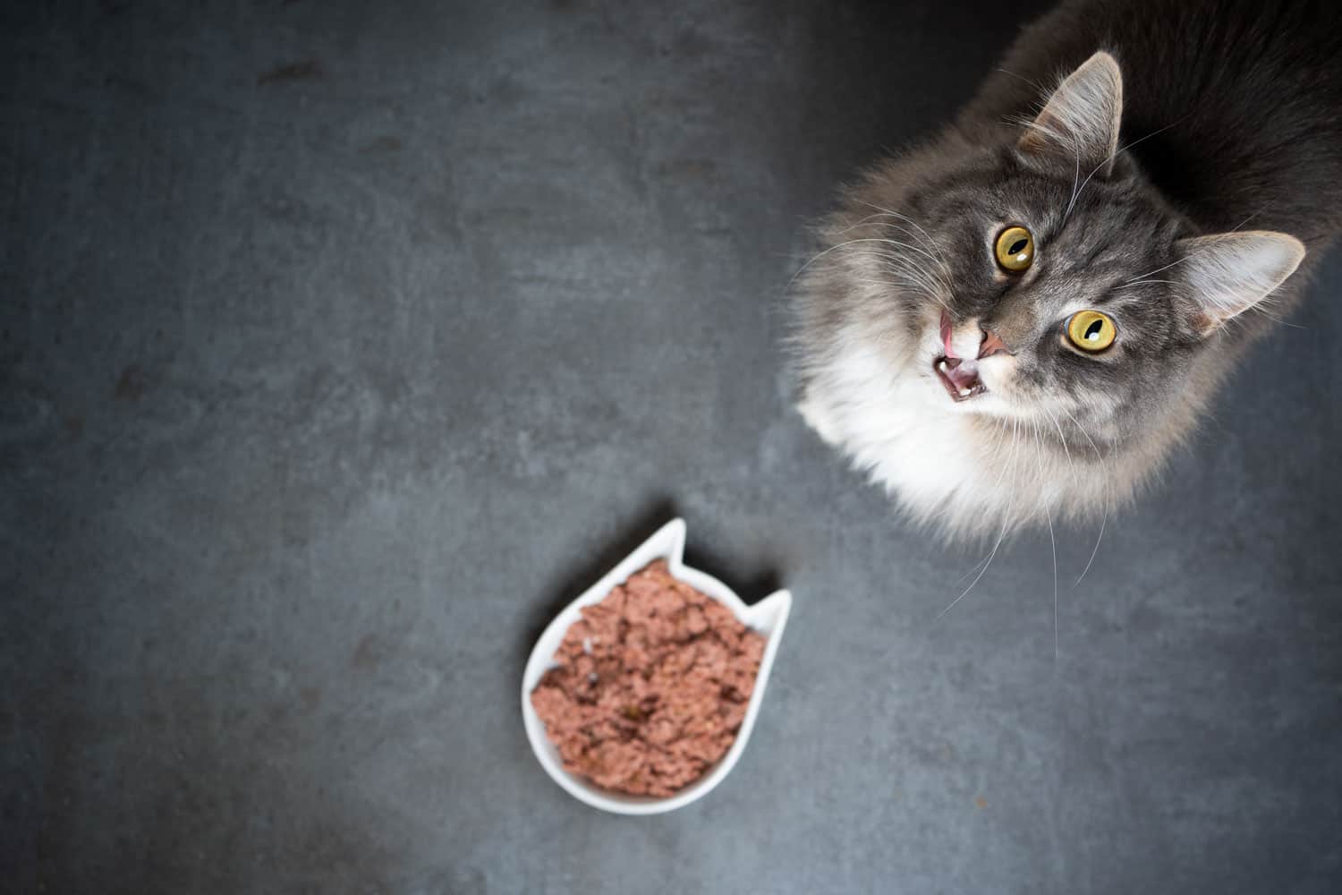Dietas Desequilibradas: ¿estás Matando a Tu Gato Con Amabilidad?