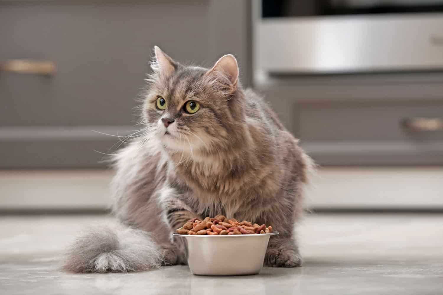 Lindo gato cerca de un tazón con comida en casa
