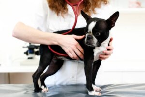 Discospondilitis en Perros: Síntomas, Causas Y Tratamientos