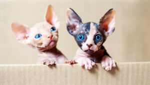 El Gato Sphynx: Una Descripción Completa De Esta Maravilla Sin