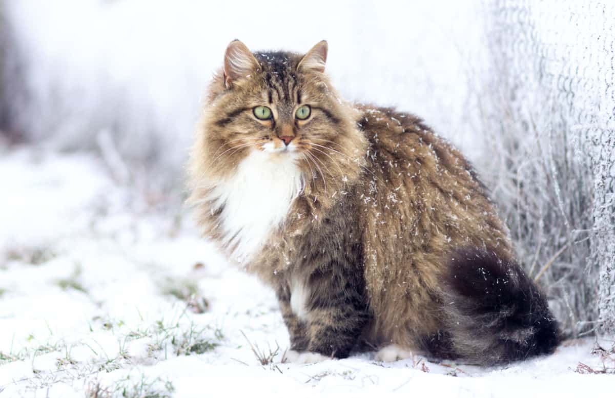 Gato siberiano sentado en la nieve