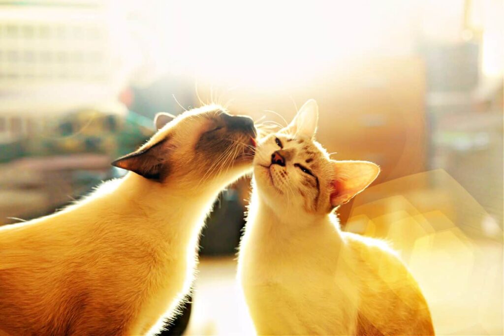 El Hogar Con Varios Gatos Manual Del Propietario Para Gatos Sanos Y 