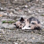Encontré Gatitos Abandonados: ¿qué Debo Hacer?