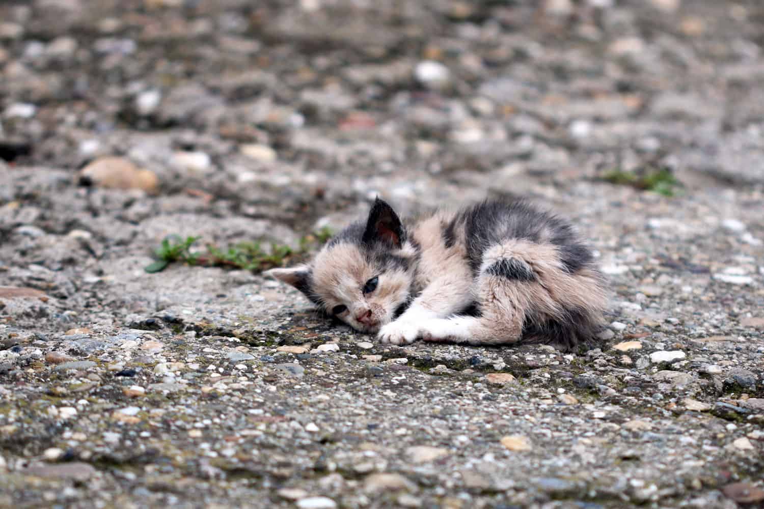 gatito abandonado tirado en el suelo