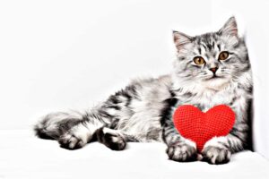 Enfermedad Cardíaca en Gatos: Historias Reales De Detección, Tratamiento Y