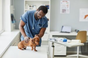 Enfermedad Degenerativa Del Disco en Perros: Síntomas, Causas Y Tratamientos