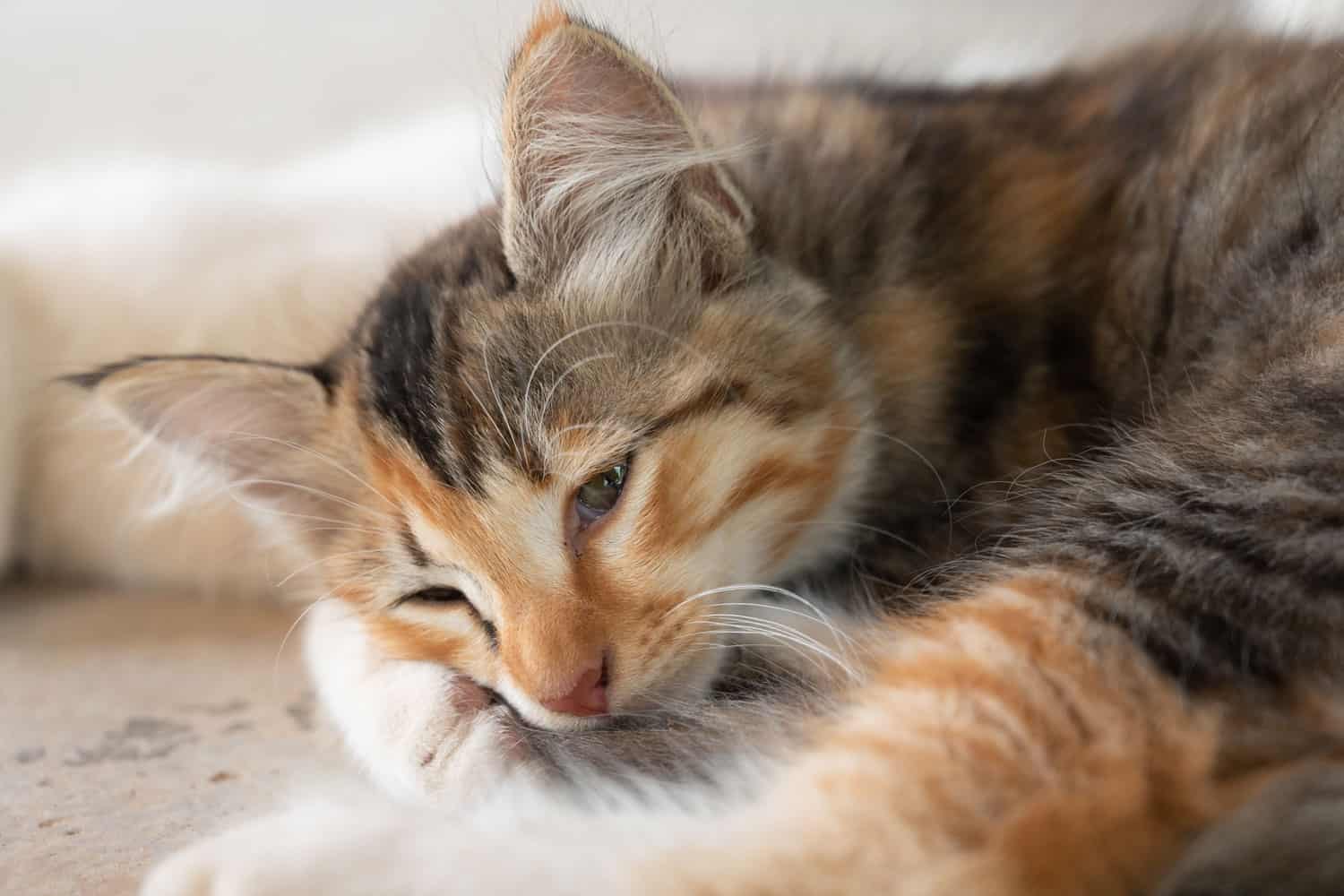 Enfermedad Hepática en Gatos: Síntomas, Causas Y Prevención