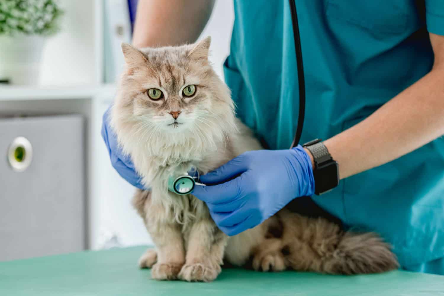Veterinario escuchando gato esponjoso usando estetoscopio durante la cita en la clínica veterinaria
