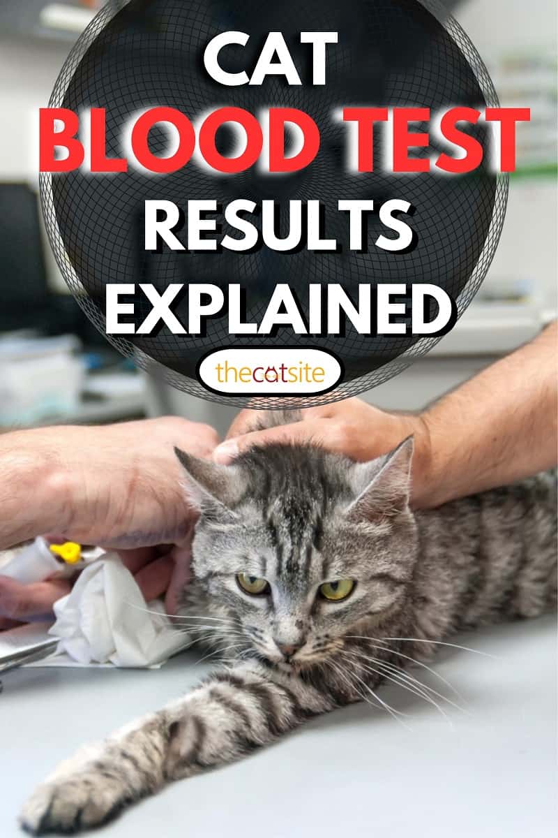 Explicación De Los Resultados Del Análisis De Sangre Del Gato