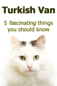 Furgonetas Turcas: 5 Cosas Fascinantes Que Debes Saber