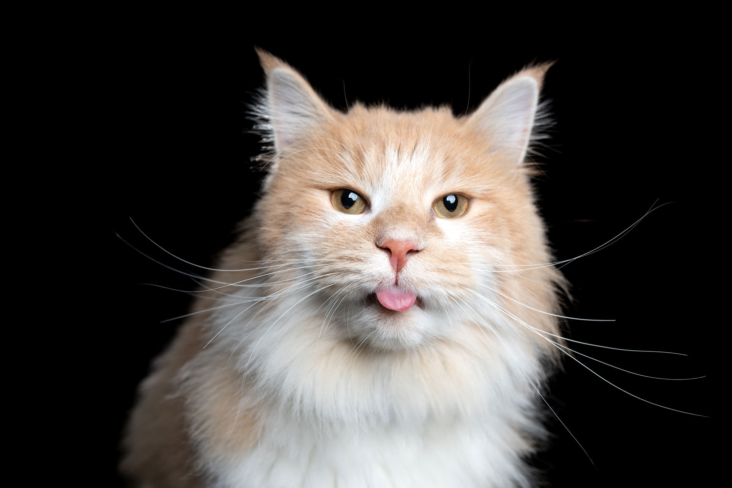 Un hermoso gato maine coon sobre un fondo negro