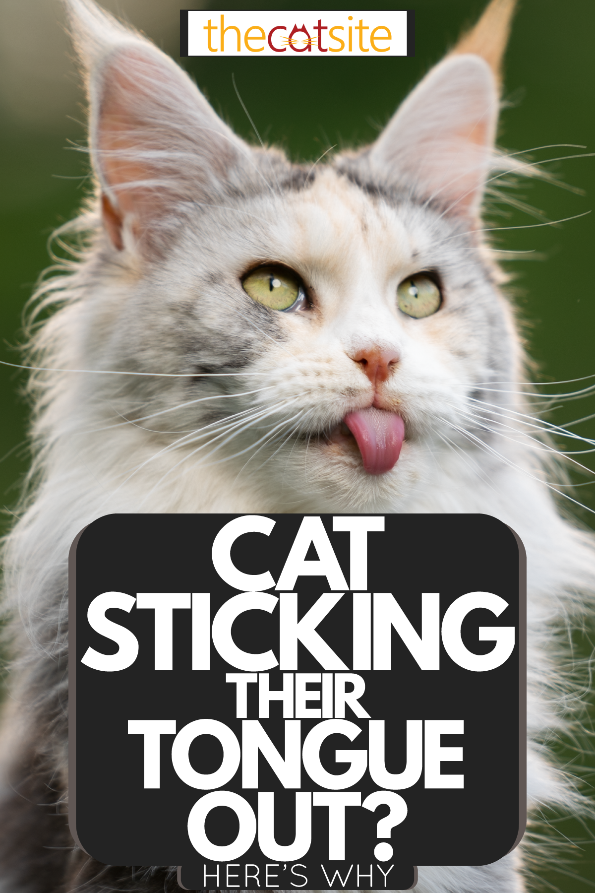 Gato Sacando La Lengua: ¡este Es El Motivo! Gato Sacando La Lengua: ¡este Es El Motivo!