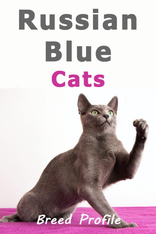 Gatos Azules Rusos: Una Mirada Detallada