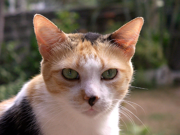 Gatos Con Necesidades Especiales: Joji, El Gato Mayor
