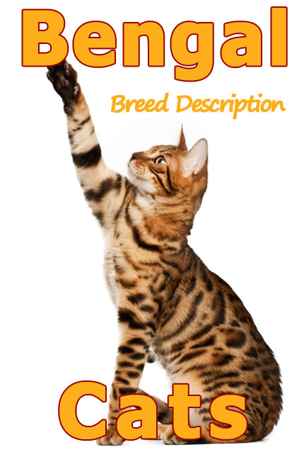 Gatos de Bengala: descripción concisa y completa de la raza