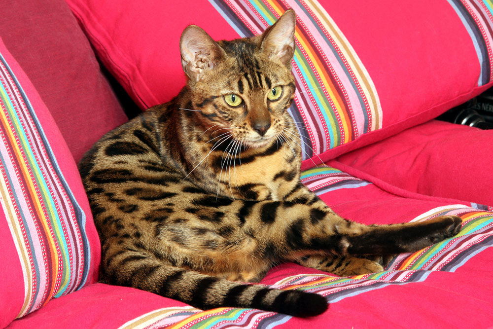 Gato de Bengala en un sofá que muestra un patrón de pelaje único en forma de rosetas