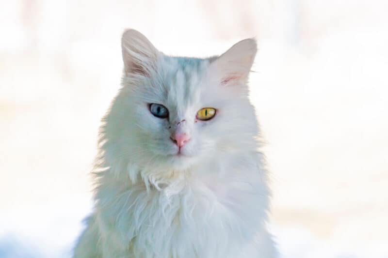 Increíble gato furgoneta turco de ojos azules y amarillos