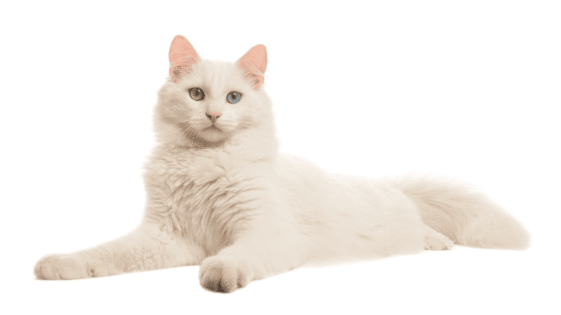 Gato de ojos extraños de angora turca blanca acostado visto desde un lado mirando a la cámara aislada sobre un fondo blanco