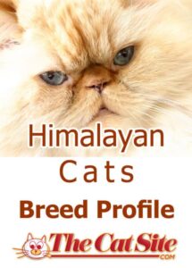 Gatos Del Himalaya: La Guía Todo en Uno (incluida La