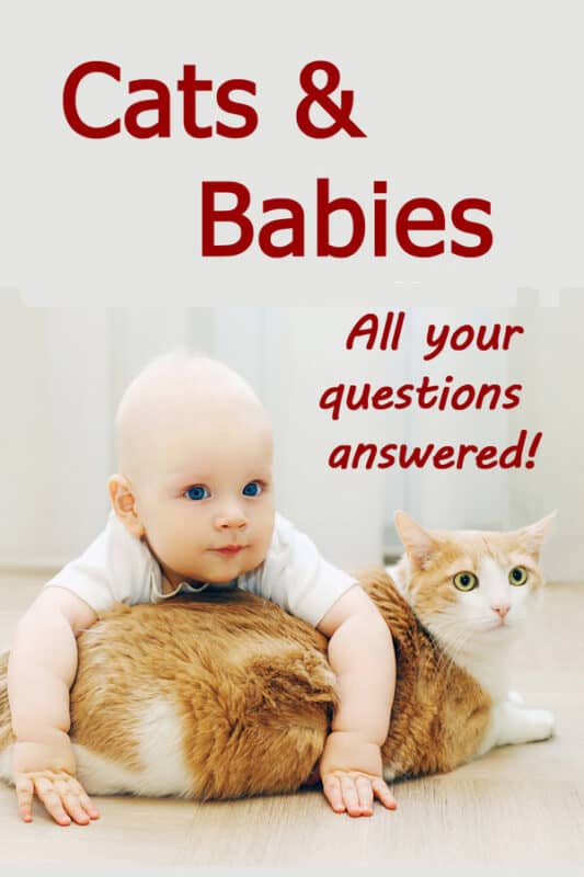 Gatos Y Bebés: ¡todas Tus Preguntas Respondidas!