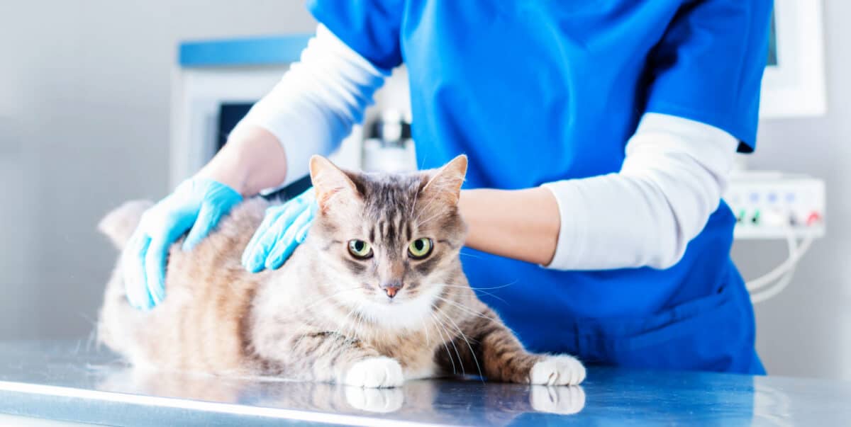 Giardia Y Giardiasis en Gatos: Pasos Para Controlar Este Molesto