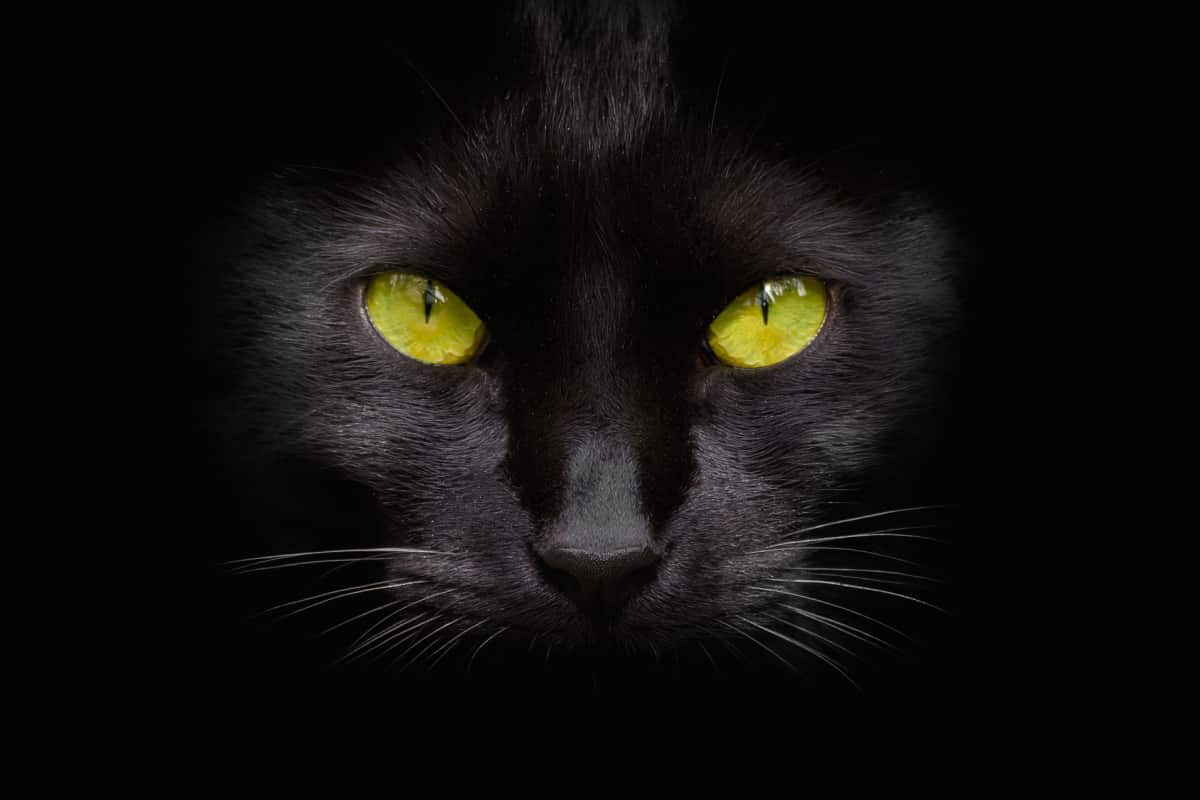 Hechos Y Mitos Del Gato Negro