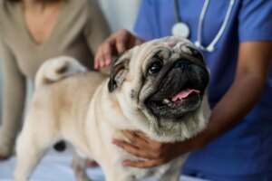 Hemivértebras en Perros: Síntomas, Causas Y Tratamientos
