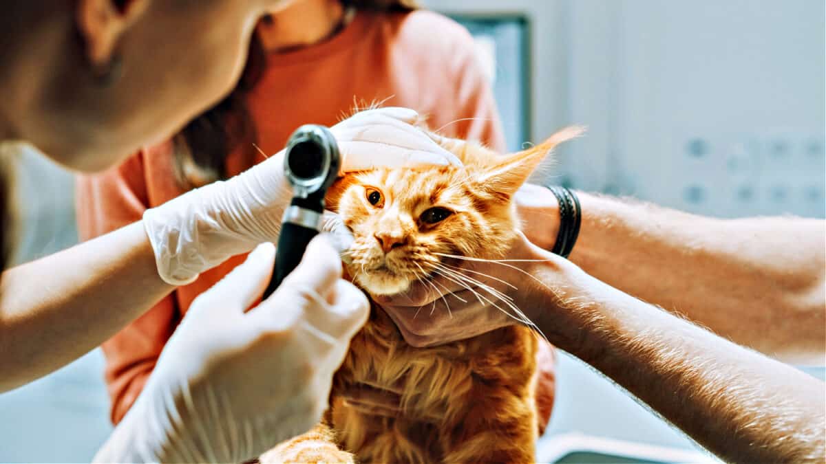 Herpes Ocular (ocular) en Gatos: Una Guía Completa Para Propietarios