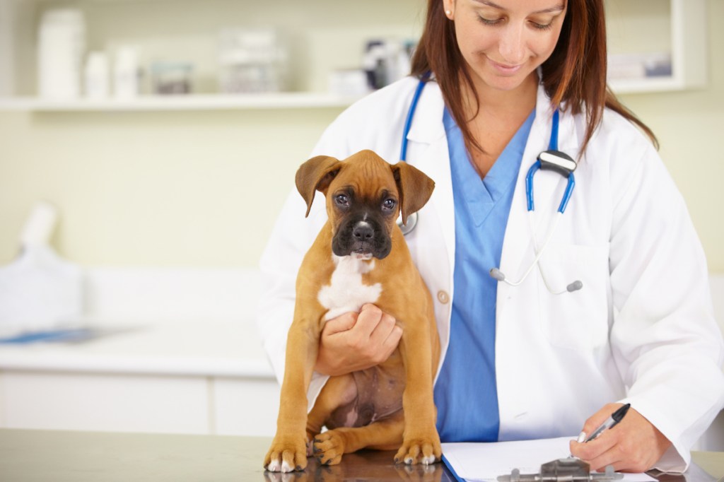 Hiperostosis Esquelética Idiopática Difusa (dish) en Perros: Síntomas, Causas Y