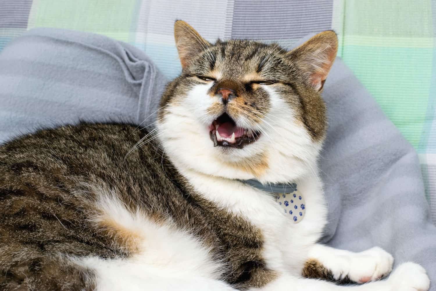 Gato domesticado con secreción nasal, que sufre de resfriado, alergia o rinitis.  Problema de salud animal.
