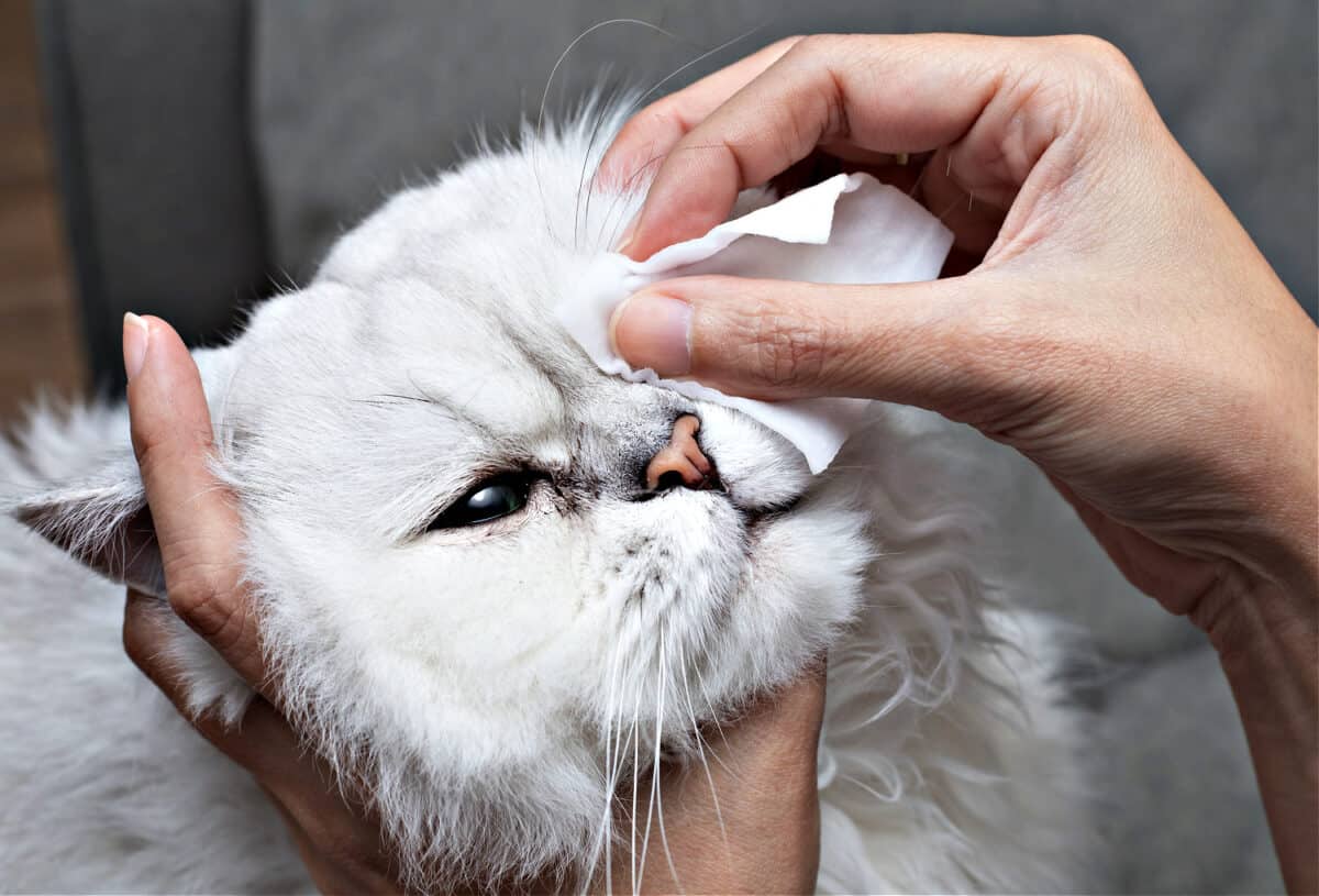 Infecciones Oculares en Gatos: Causas, Signos Y Cómo Ayudar a