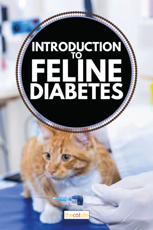 Introducción a La Diabetes Felina: Del Diagnóstico Al Cuidado Diario